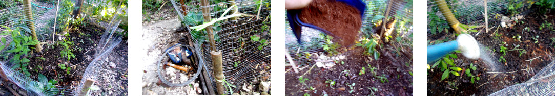 Images of tropical backyard garden patch with
        trnasplanted seedlings being given extra seeds and water