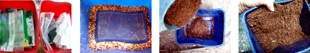 Images of seeds being prepared for
        broadcasting in tropical backyard