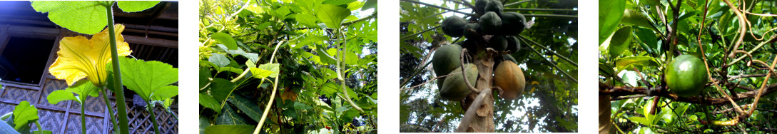 Images of small harvest growing in tropical
            backyard