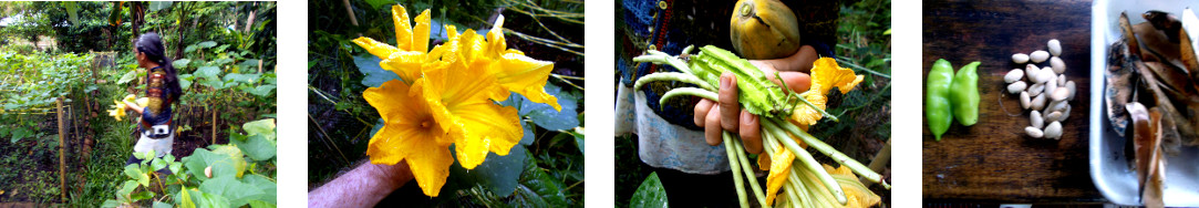 Images of woman harvesting in tropical backyard