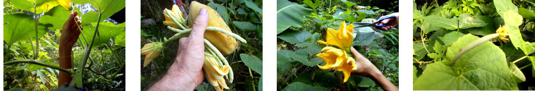 Images of another small
            harvest from tropical backyard