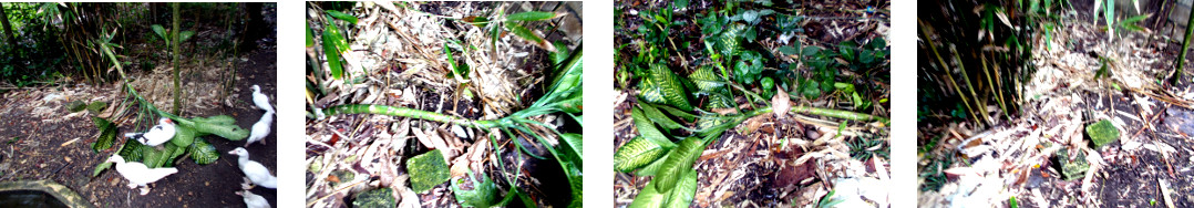 Images of fallen plant transferred to
        hedge in tropical baclyard