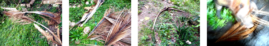 Images of fallen coconut branches processed in
            tripical backyard