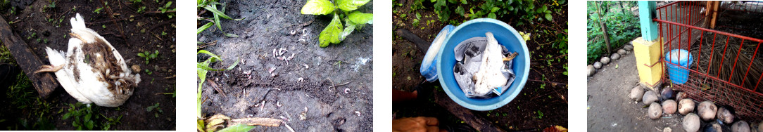 Images of tropical backyard maggot
        farm made from a dead duck