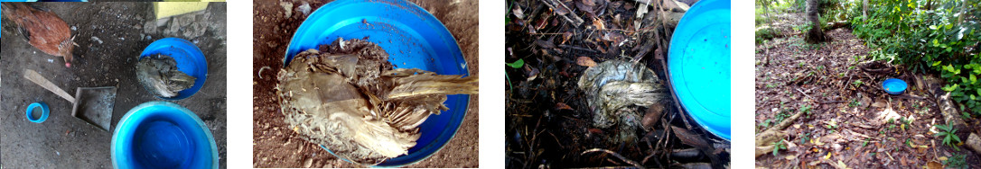 Images of maggot farm being
            emptied and the remains buried