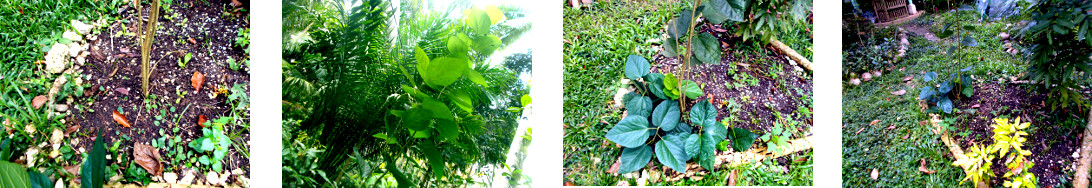 Images of tropical
            backyard mulberry bush trimmed and replanted