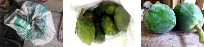 Images of unripe papaya from fallen
        tree