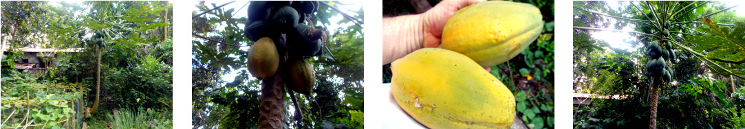 Images of ripe papaya harvested in
        tropical backyard