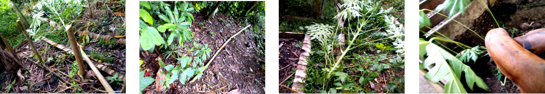 Images of felled papaya tree fed to
        tropical backyard pigs