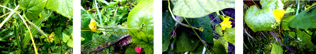 Images of young patola growing in
        tropical garden