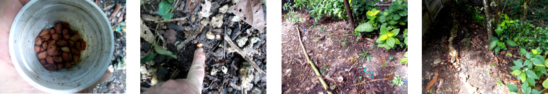 Images of peanuts planted in tropical backyard