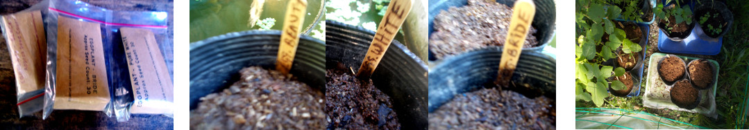 Images of various eggplant
              seeds potted in tropical backyard