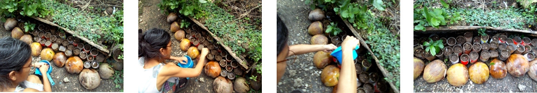 Images of woman potting
            chesa seeds in tropical backyardee