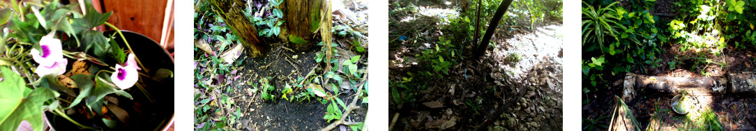 Images of purple sweet potato cuttings
        planted in tropical backyard