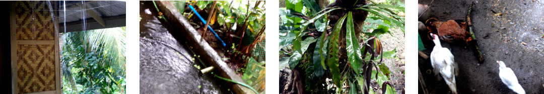 Images of rain in tropical backyard