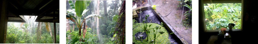 Images of heavy rain in tropical
        backyard