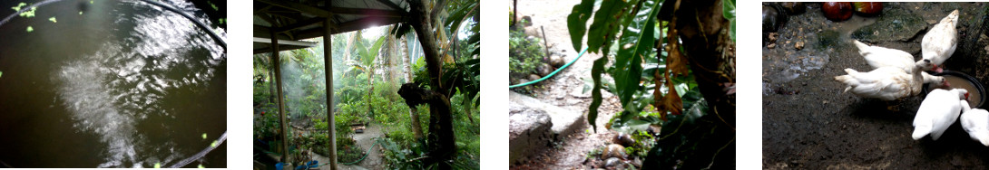 Images of rain in tropical backyard