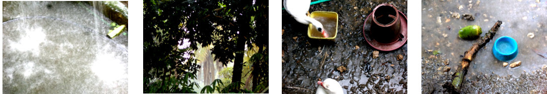 Images of rain in tropical backyard