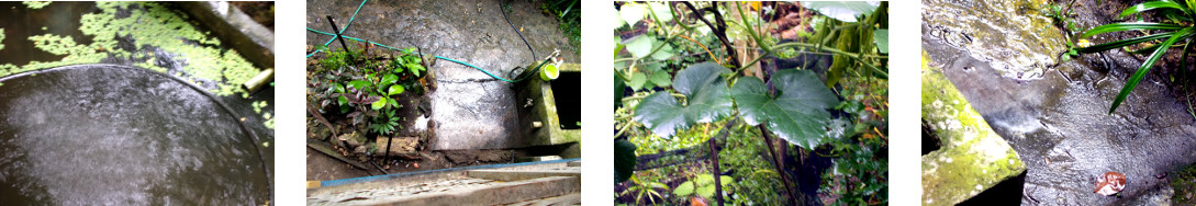 Images of rain in tropical backyard