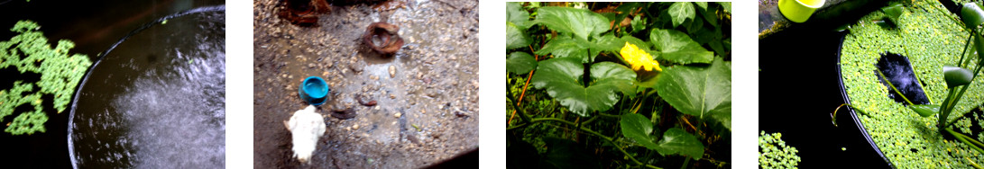 Images of rain in tropical backyard