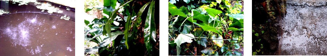 Images of rain in tropical backyard