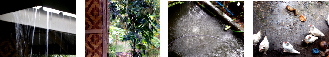 Images of rain in tropical backyard