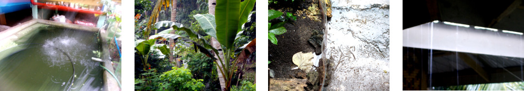 Images of rain in tropical backyard