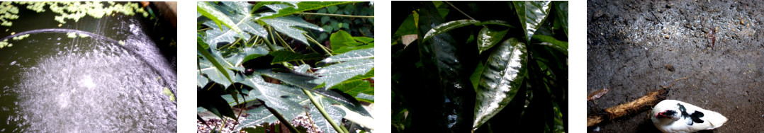 Images of rain in tropical backyard