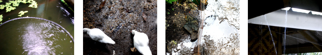 Images of rain in tropical backyard