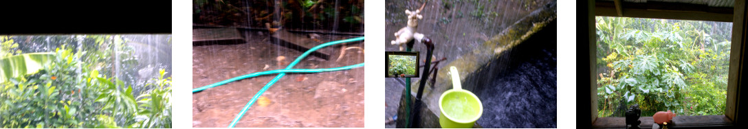 Images of rain in tropical
              backyard