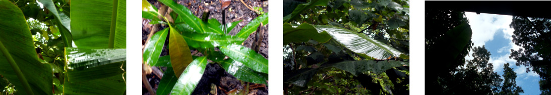Images of a short rain shower in
        tropical backyard