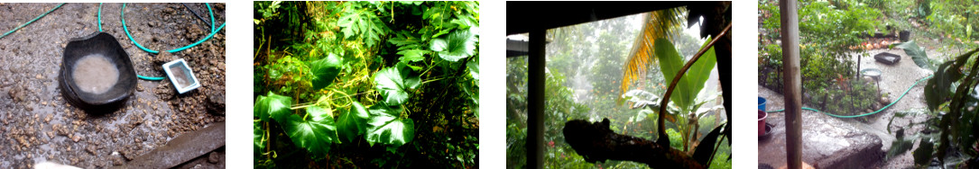 Images of rain in tropical
            backyard