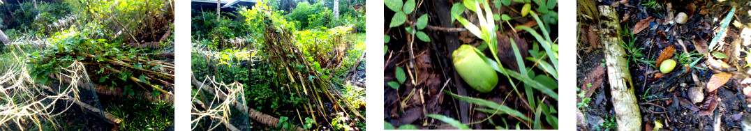 Images of damage and debris from night
        rain in tropical backyard