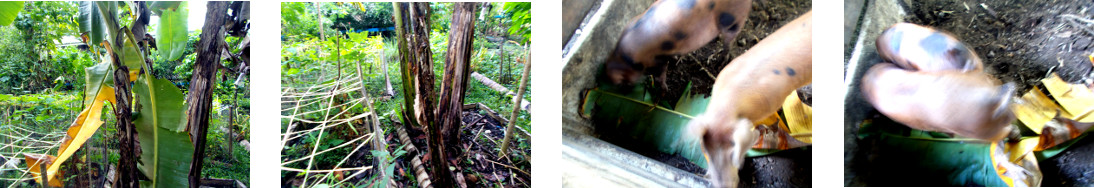 Images if broken banana leaves trimmed and fed to
        tropical backyard piglets