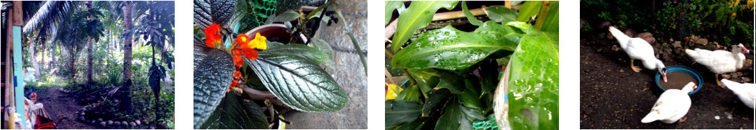 Images of early morning in tropical
        backyard after rain in the night