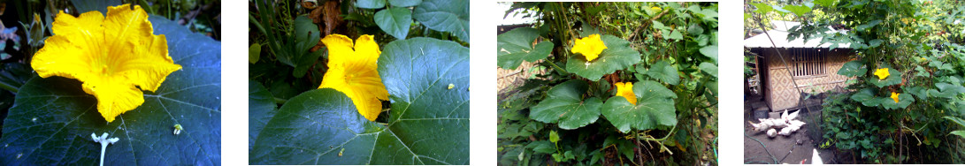 Images of squash plant blooming in
        tropical backyard