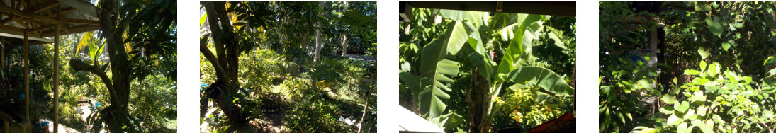 Images of sunny morning in tropical
        backyard