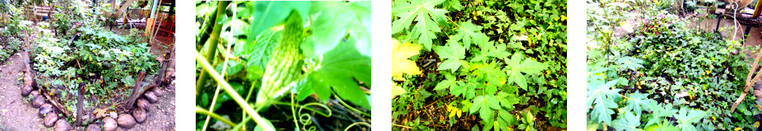 Images of early morning sun in
        tropical backyard