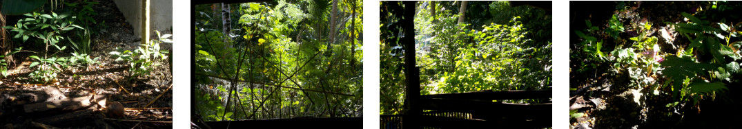 Images of sun in tropical backyard