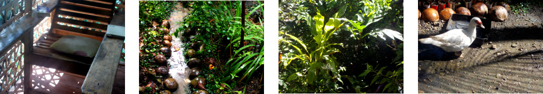 Images of sun in tropical backyard