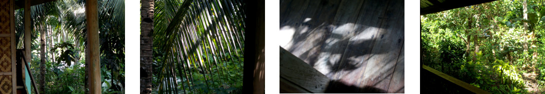 Images of December sun in tropical
        backyard