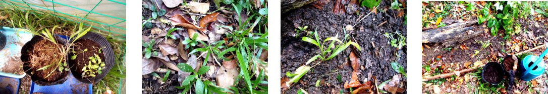 Images of bird food seedlings and rocket seedlings
        transplanted in tropicl backyard