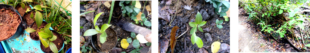 Images of chico tree seedling
        transplanted in tropical backyard