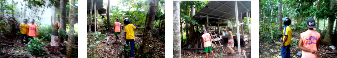 Images of men in tropical backyard
        inspecting trees before felling them