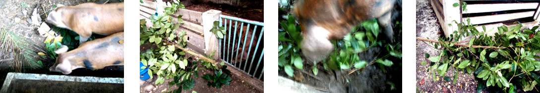 Images of tropical backyard pigs eating trimmings from
        Jackfruit tree