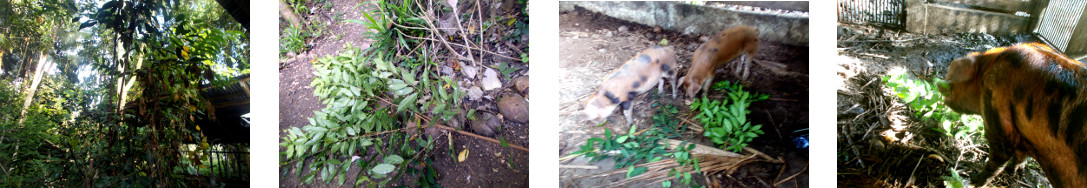 Images of tropical backyard tree
        trimmed and fed to pigs