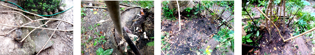 Images of constructing a climbing
        frame fror tropical backyard vines