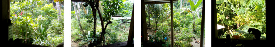 Images of changing weather in tropical backyard