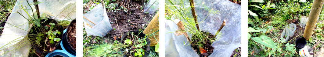 Images of asparagus seedling
        trajsplanted in tropical backyard