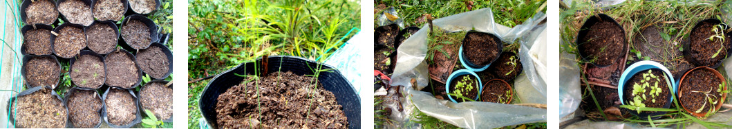 Images of plant pots swapped around in
        topical backyard